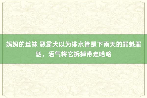 妈妈的丝袜 恶霸犬以为排水管是下雨天的罪魁罪魁，活气将它拆掉带走哈哈